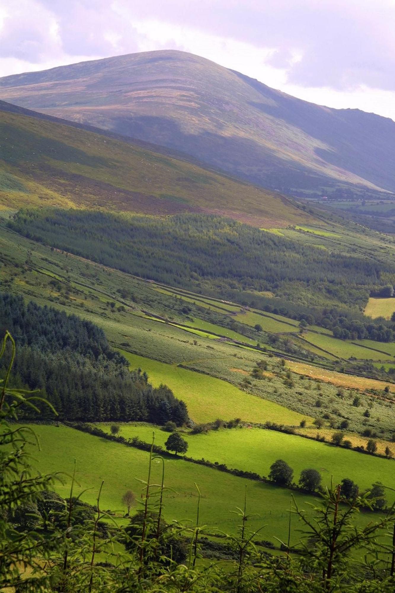 Blackstairs Shepherds Huts Killedmond Exteriör bild